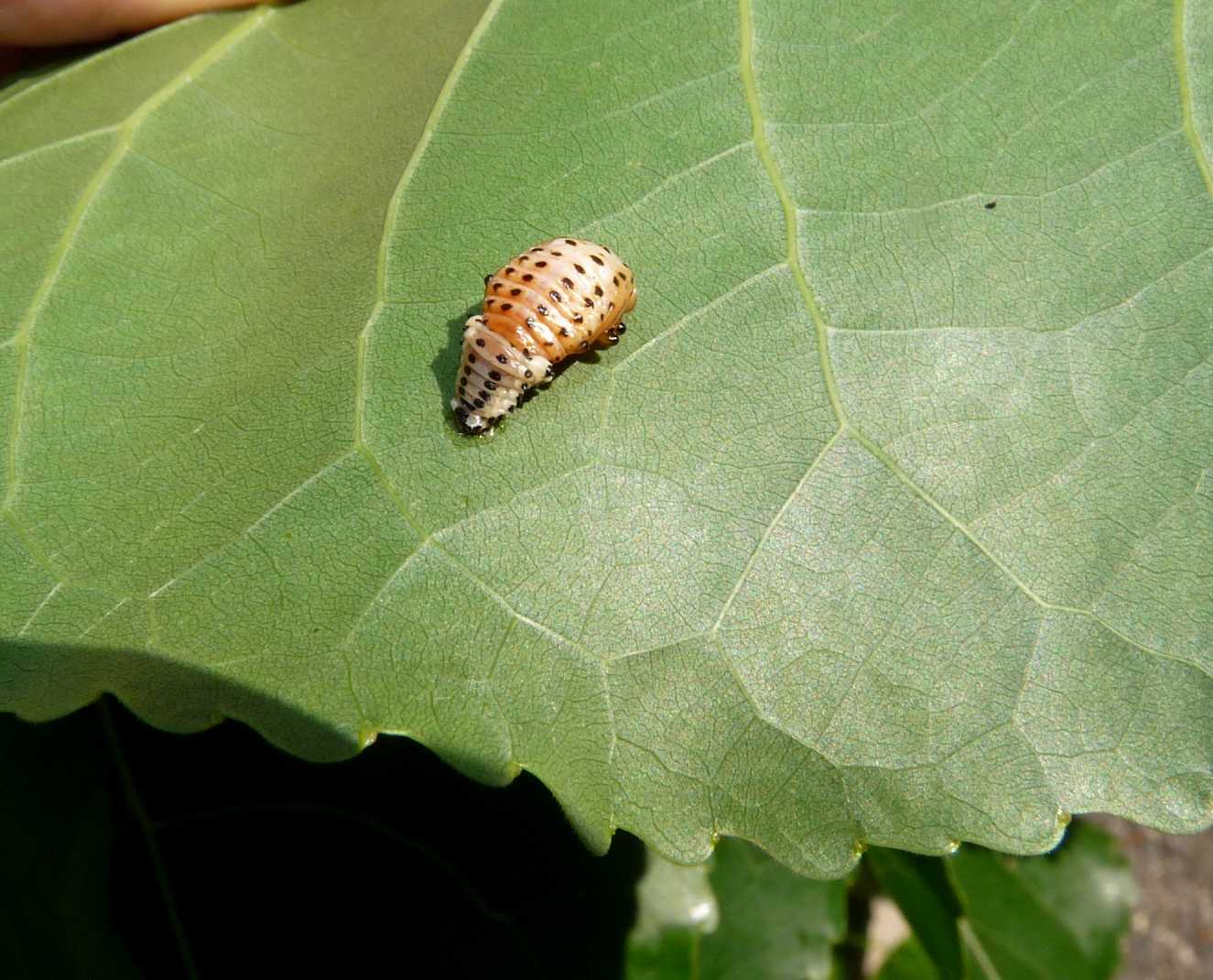 Chrysomela populi